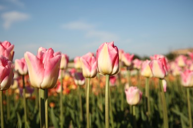 Beautiful pink tulip flowers growing in field on sunny day, closeup