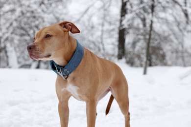 Photo of Cute ginger dog in snowy forest on winter day