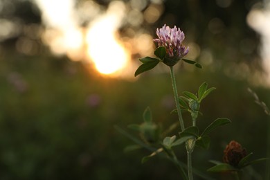 Photo of Beautiful view of clover flower growing at sunset outdoors, space for text