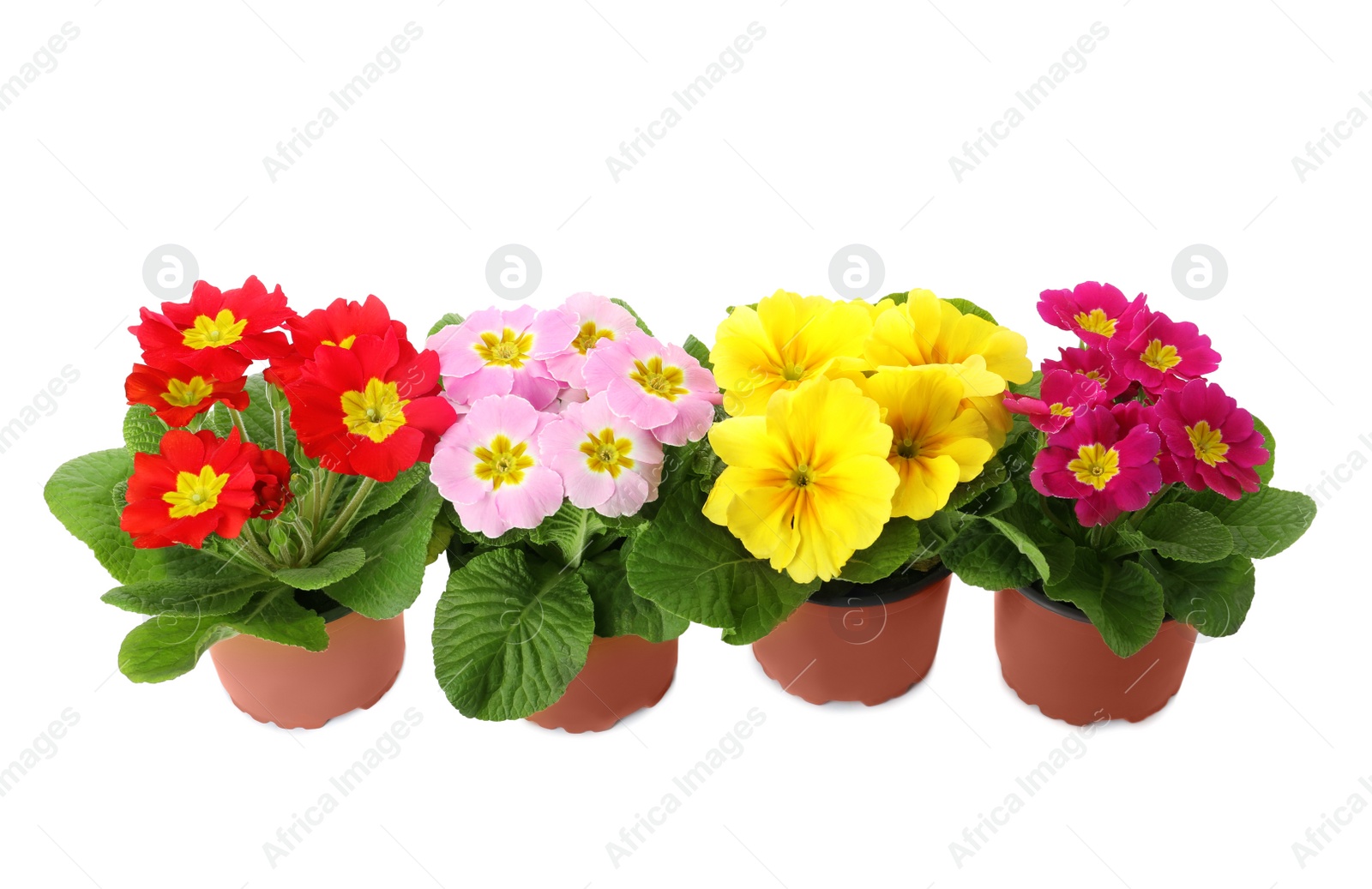 Photo of Beautiful primula (primrose) plants with colorful flowers on white background. Spring blossom