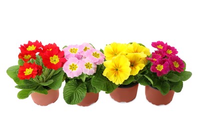 Photo of Beautiful primula (primrose) plants with colorful flowers on white background. Spring blossom