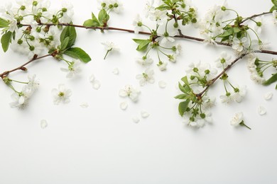 Spring tree branches with beautiful blossoms and petals on white background, flat lay. Space for text