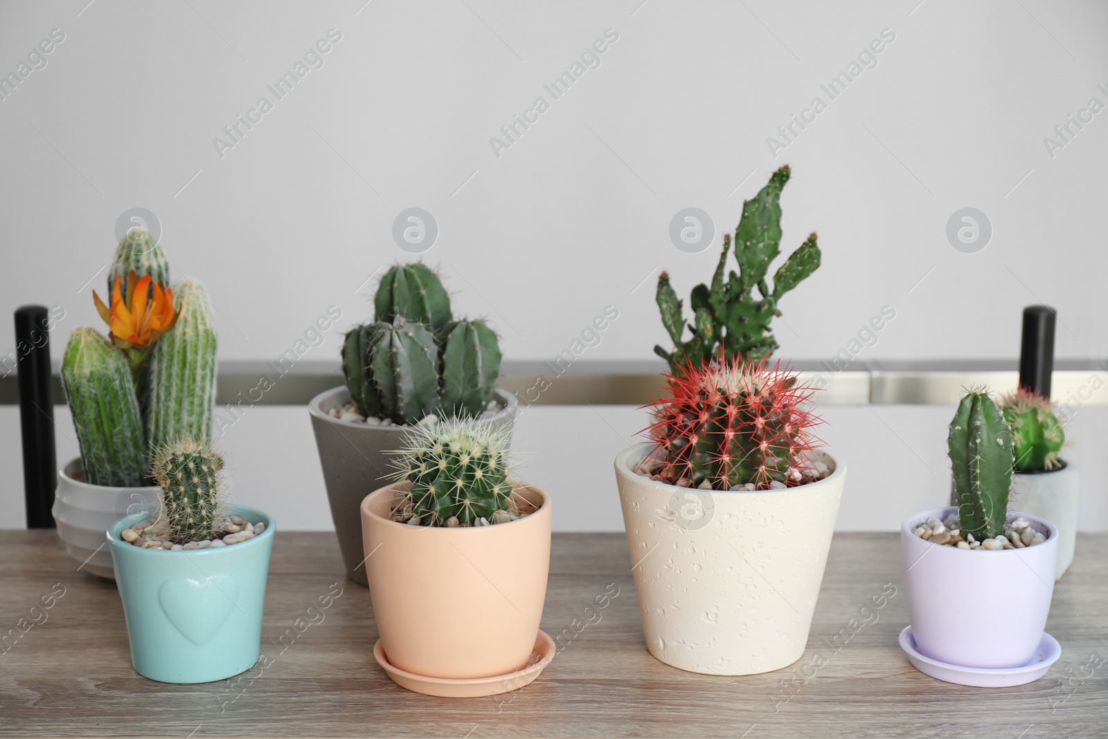 Photo of Different beautiful cacti in flowerpots on table