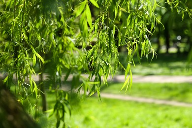 Photo of Beautiful willow tree with green leaves growing outdoors on sunny day, closeup. Space for text