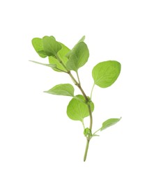 Sprig of fresh green oregano isolated on white