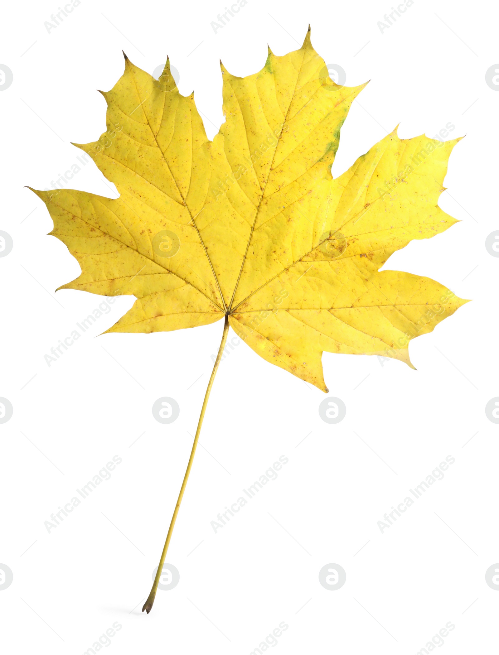 Photo of Autumn season. One maple leaf isolated on white