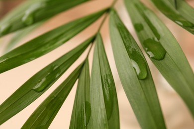 Beautiful leaves with water drops on blurred background, closeup