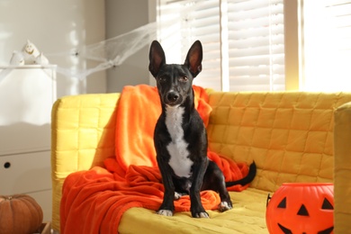 Photo of Cute black dog with orange blanket and Halloween treat bucket on sofa indoors