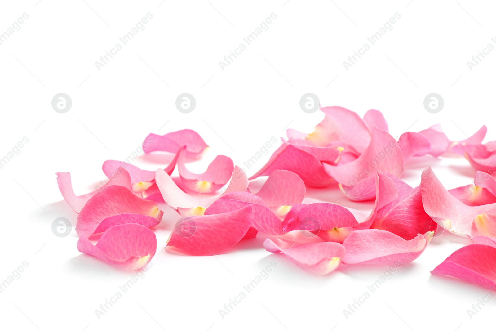 Photo of Fresh pink rose petals on white background