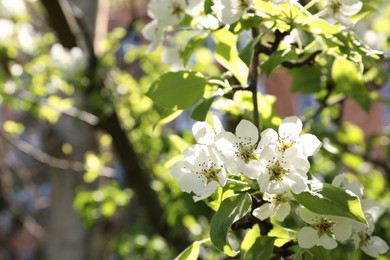 Photo of Beautiful blossoming pear tree outdoors on sunny day, closeup. Space for text