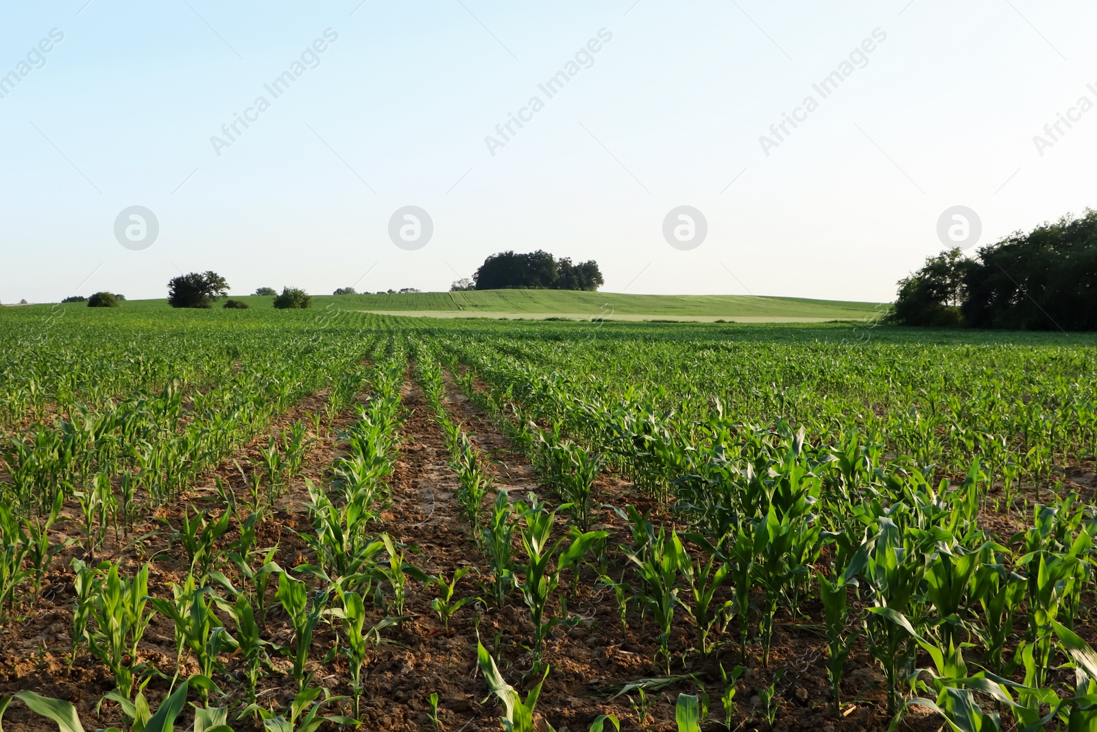 Photo of Beautiful agricultural field with green corn plants on sunny day