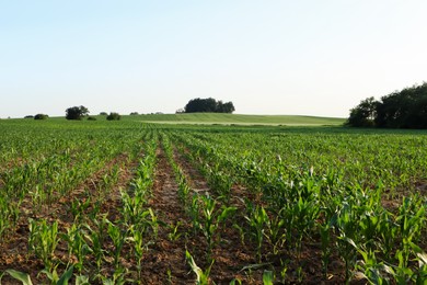 Beautiful agricultural field with green corn plants on sunny day