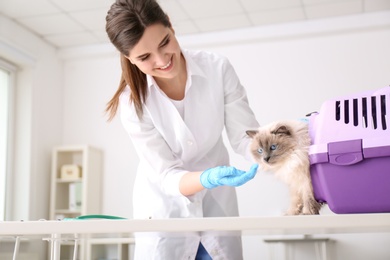 Photo of Young veterinarian with cat in clinic