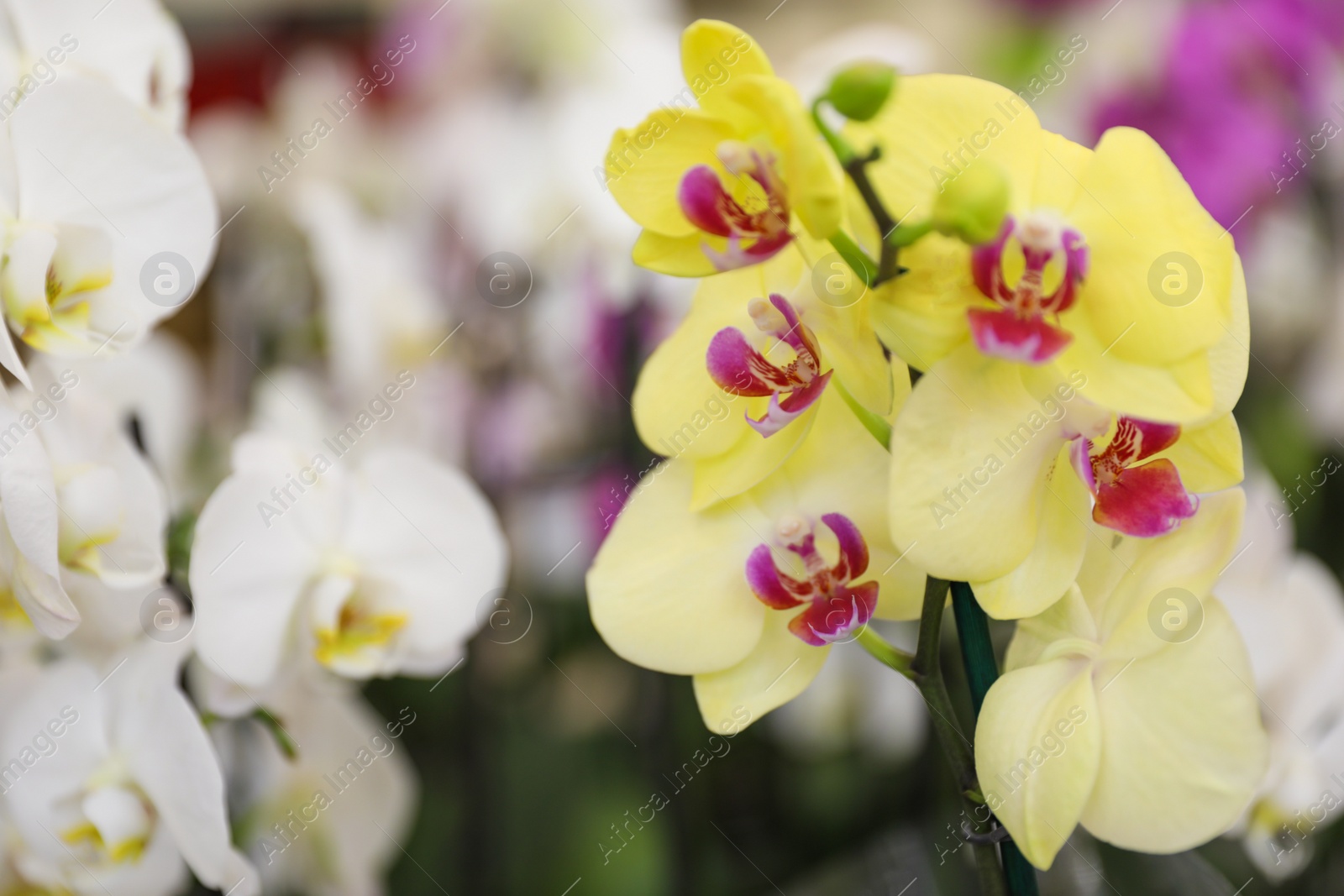 Photo of Beautiful blooming tropical orchid on blurred background, closeup. Space for text