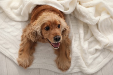 Cute English cocker spaniel dog with plaid on floor, above view