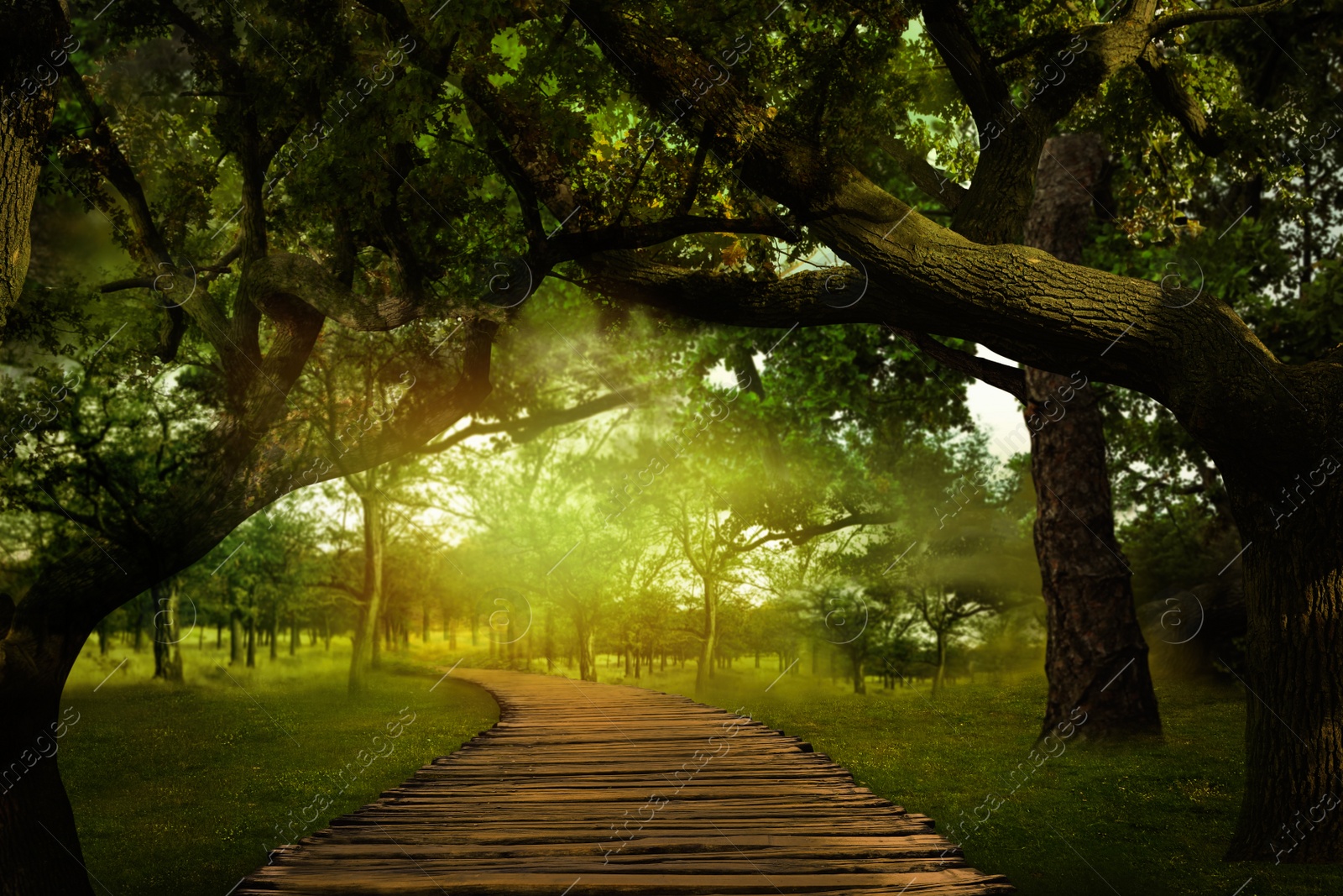 Image of Fantasy world. Magic forest with path between trees