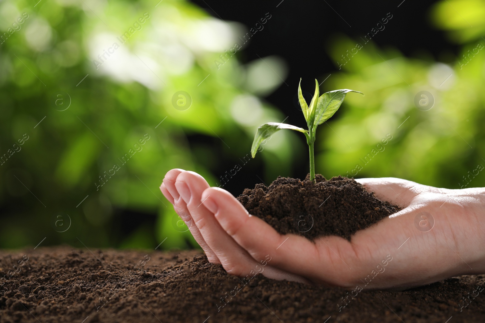 Photo of Woman holding young green seedling in soil against blurred background, closeup with space for text