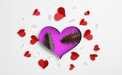 Image of Valentine's Day Promotion Name Roach - QUIT BUGGING ME. Cockroaches on purple background, view through cut out heart from white paper, top view
