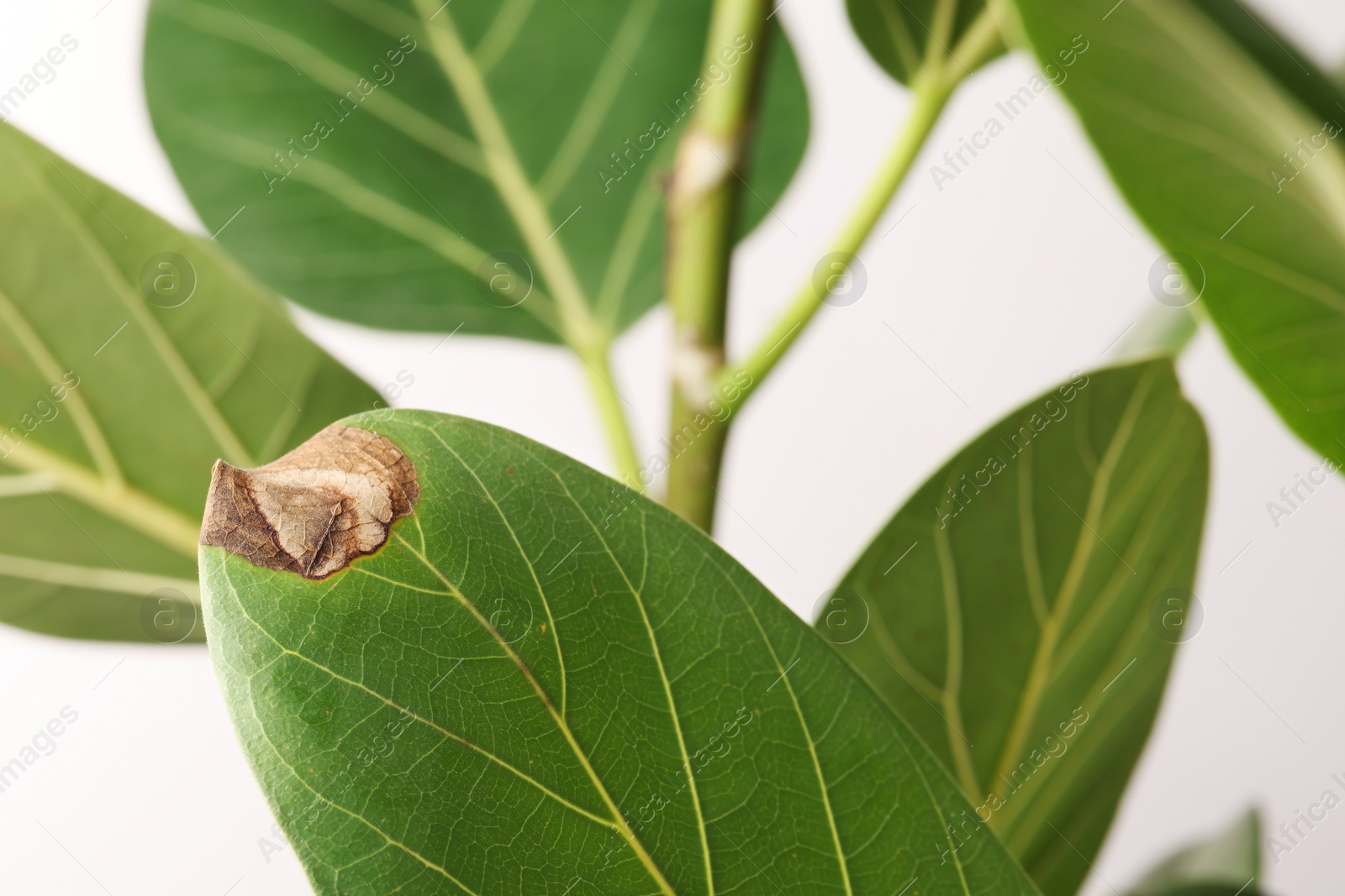 Photo of Houseplant with damaged leaves on white background, closeup