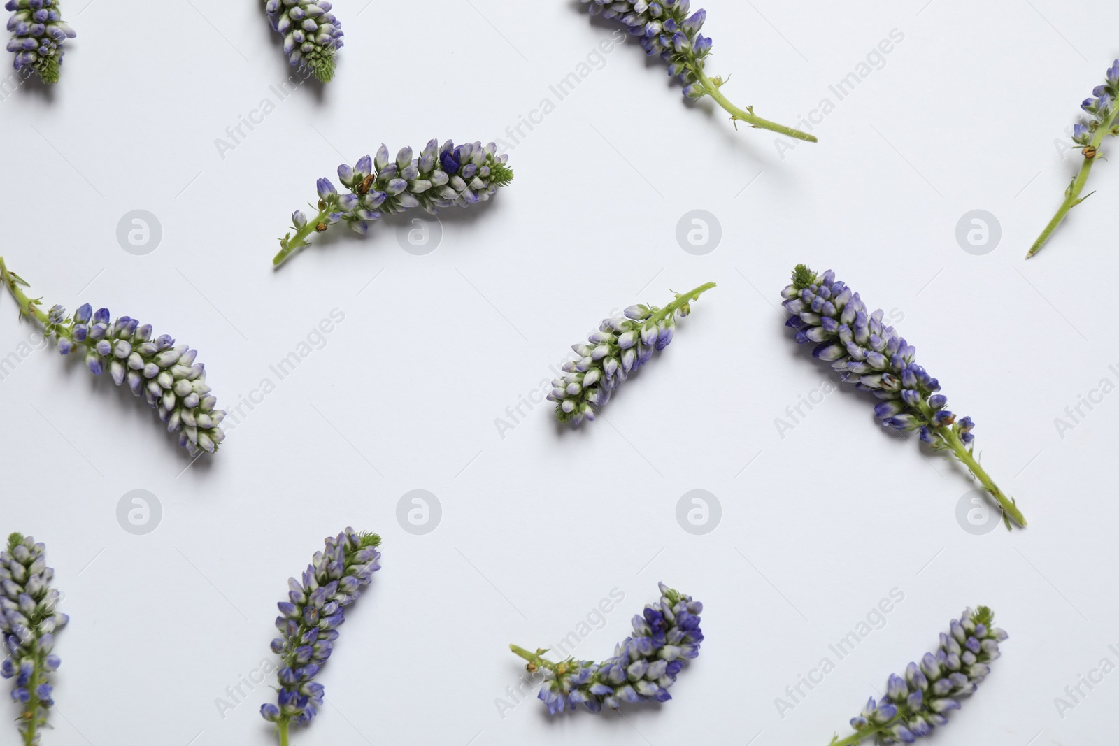 Photo of Beautiful floral composition with flowers on white background, flat lay