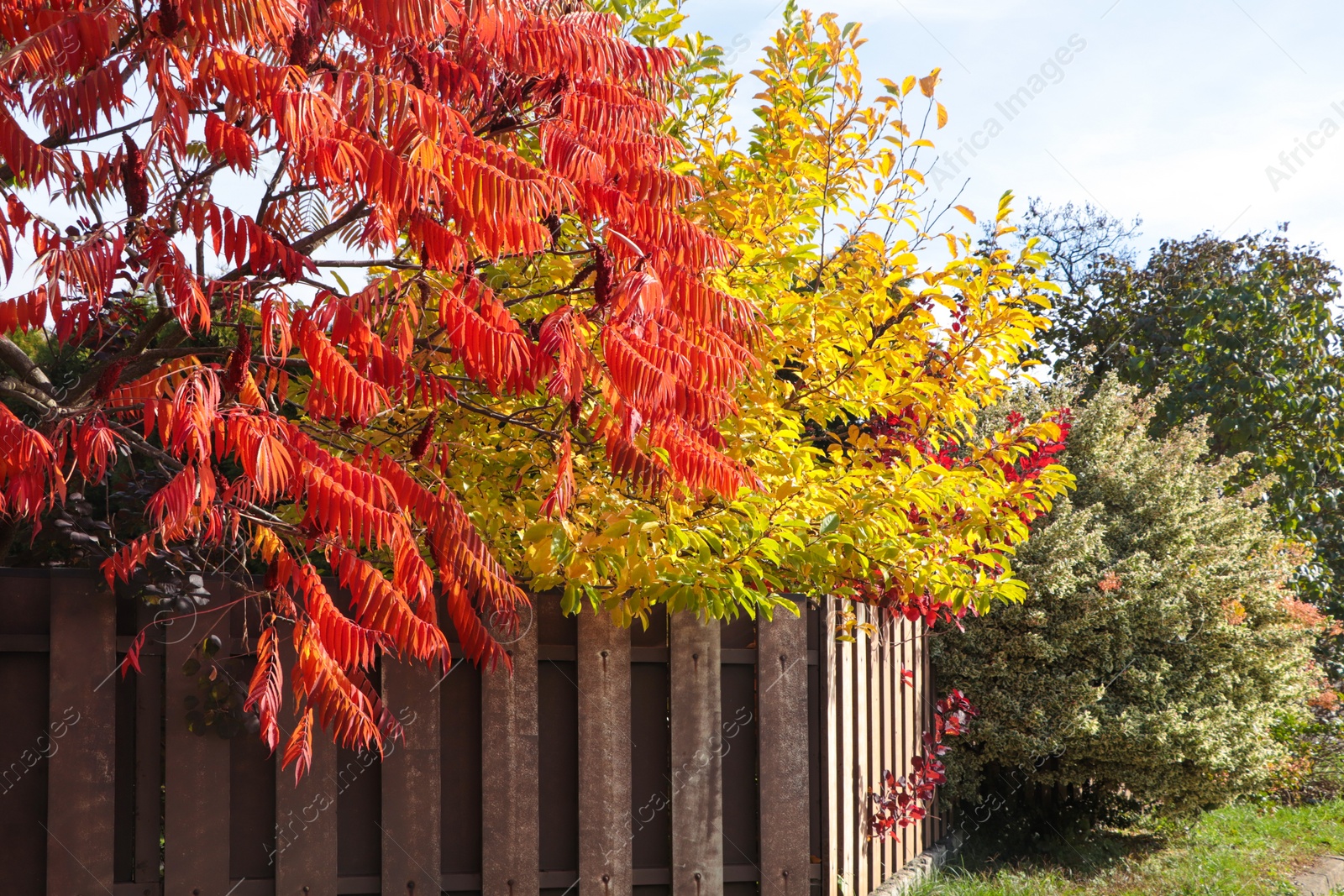 Photo of Beautiful trees and wooden fence in garden. Autumn season