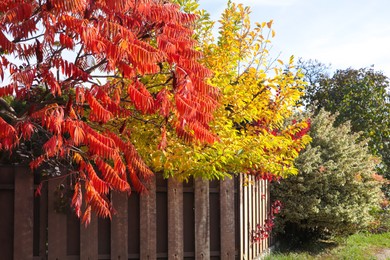 Beautiful trees and wooden fence in garden. Autumn season