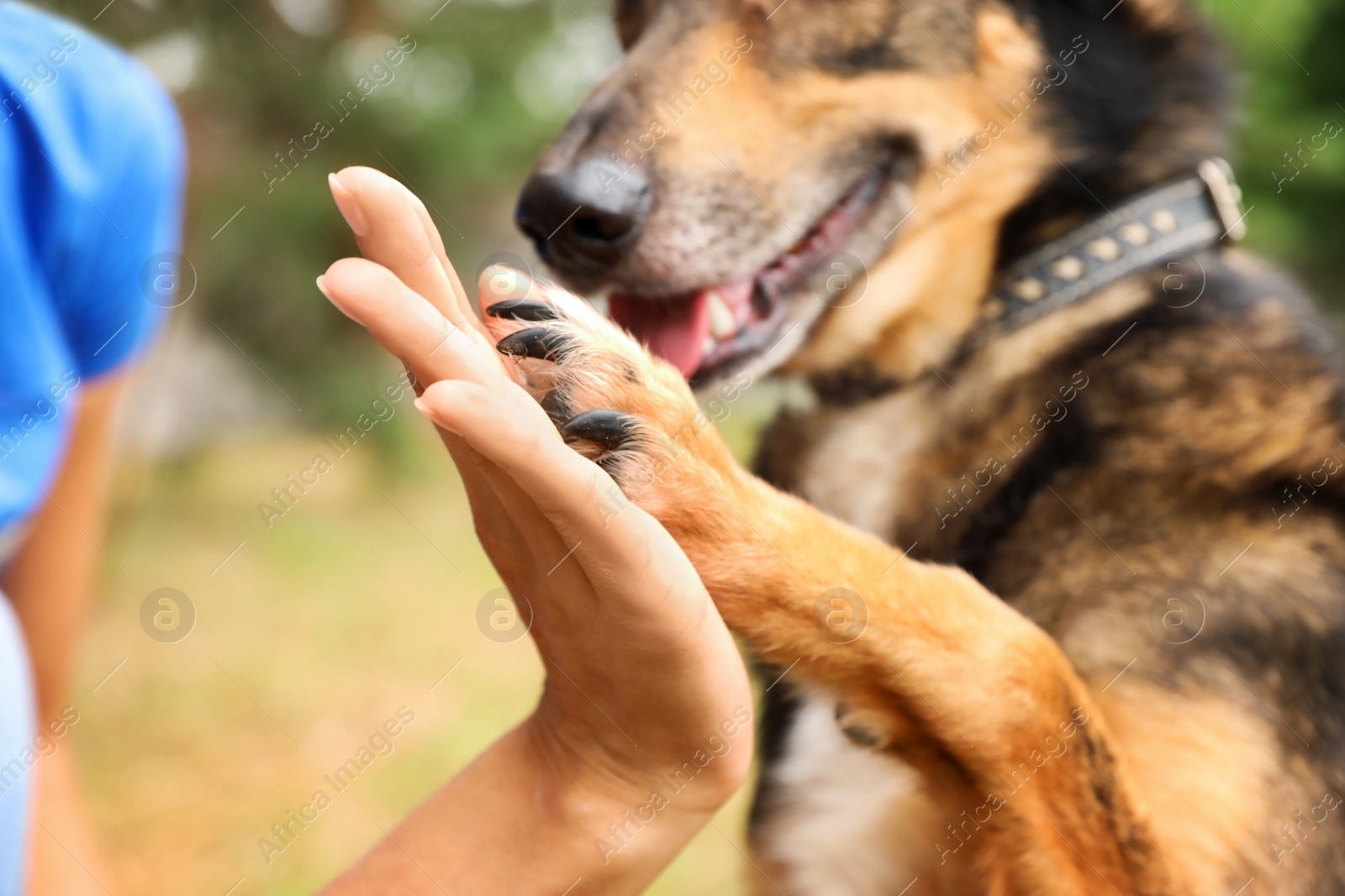 Photo of Female volunteer with homeless dog at animal shelter outdoors, closeup