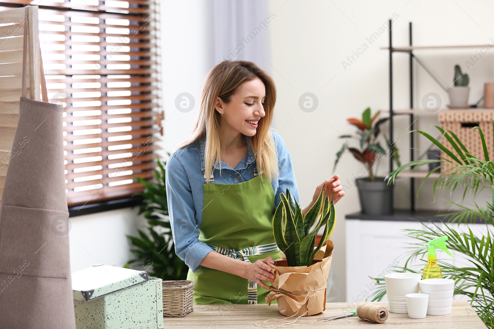 Photo of Young woman taking care of houseplant indoors. Interior element