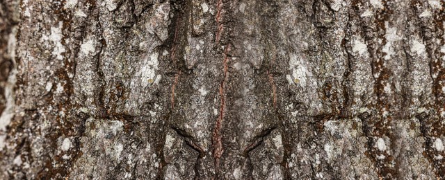 Image of Texture of tree bark as background, closeup view. Banner design