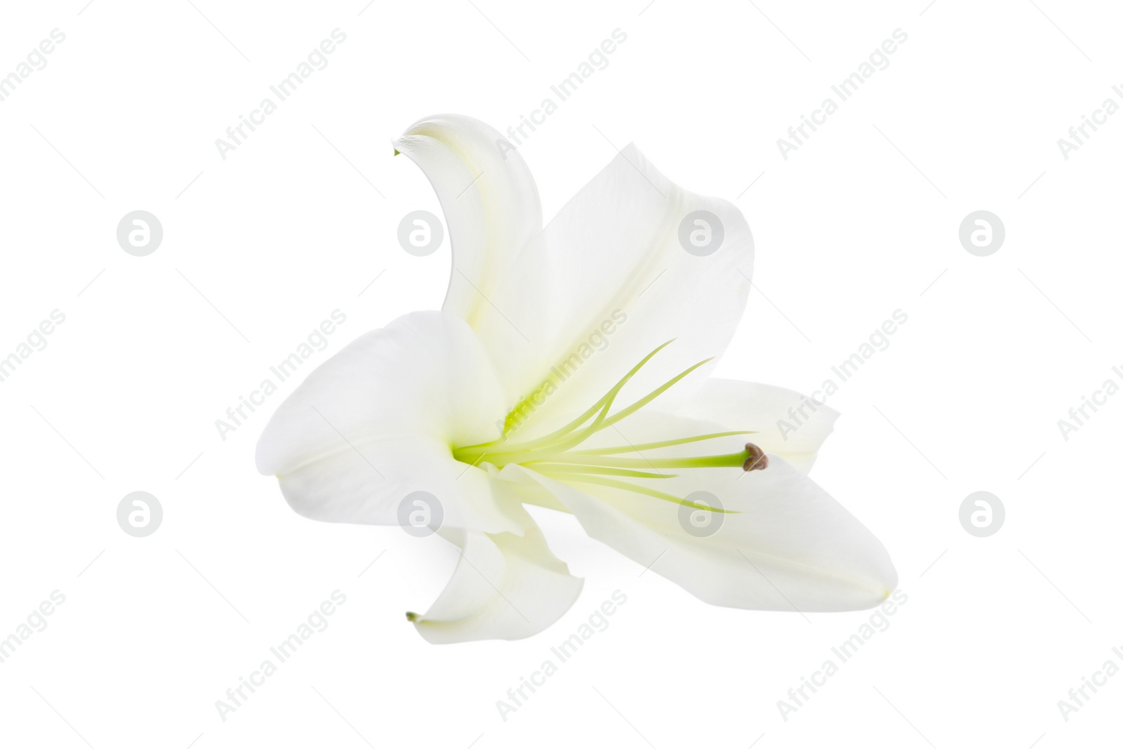 Photo of Beautiful fresh lily flower isolated on white