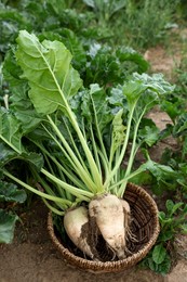 Photo of Wicker basket with fresh beet white plants in field