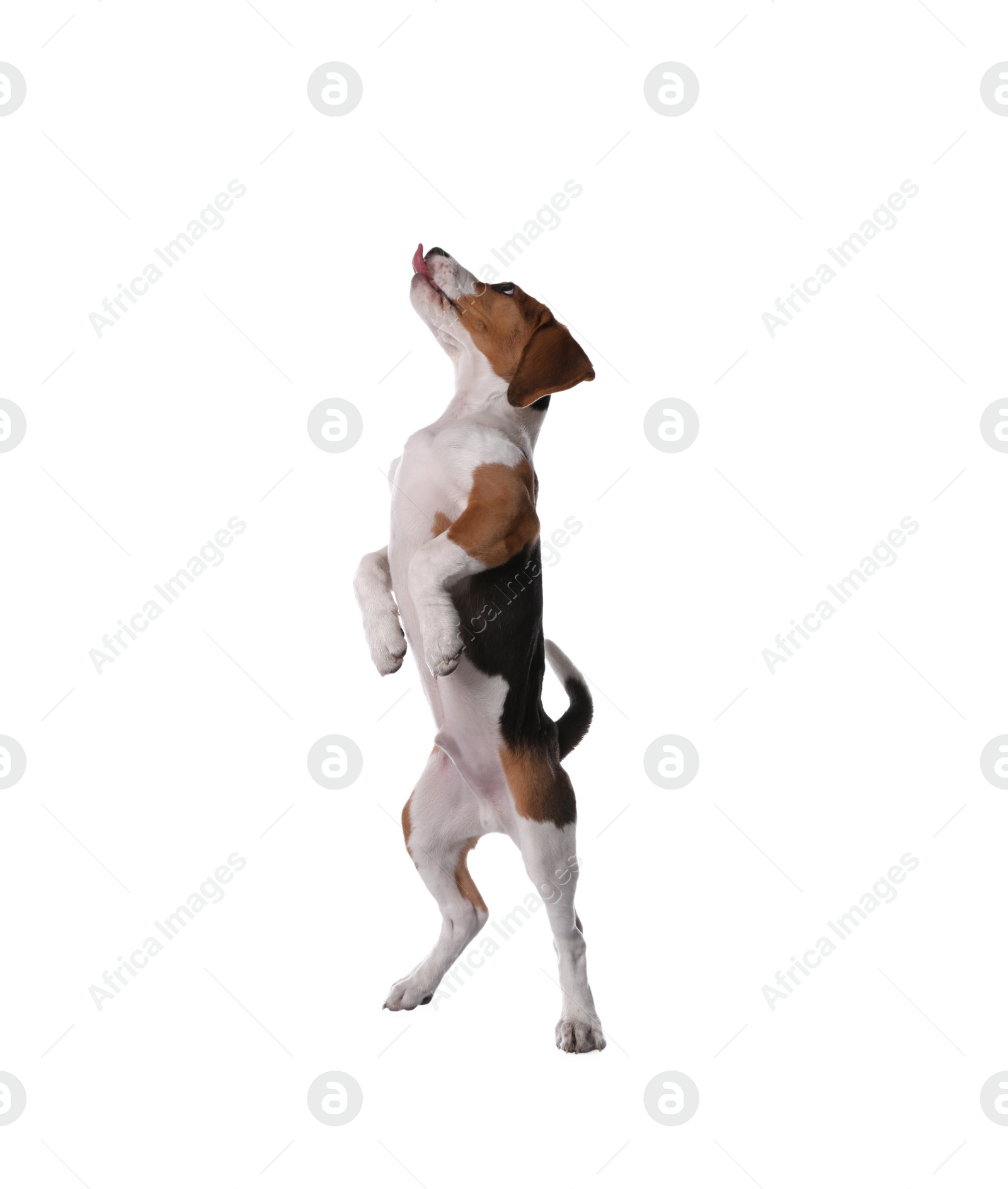 Photo of Cute Beagle puppy on white background. Adorable pet