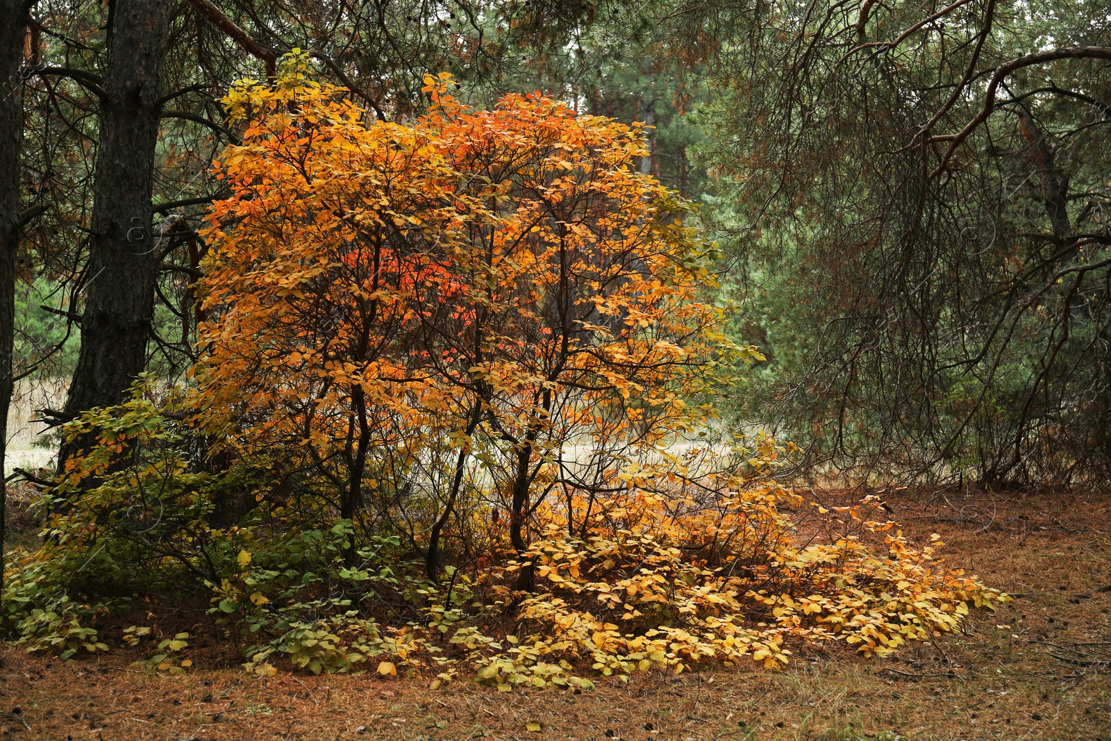 Photo of Shrubs with colorful leaves in conifer forest on autumn day