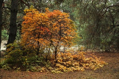 Shrubs with colorful leaves in conifer forest on autumn day