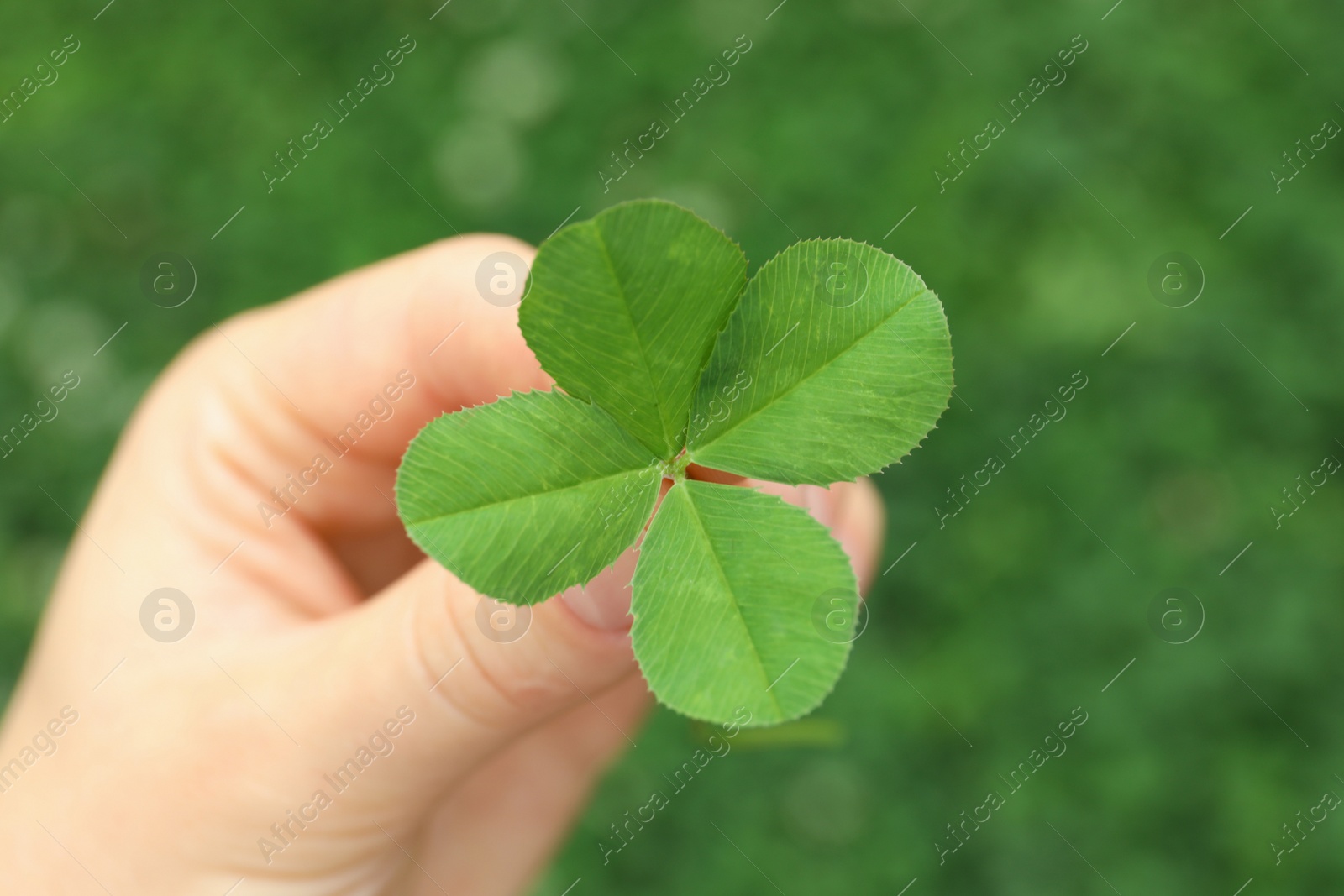 Photo of Woman holding four-leaf clover outdoors, closeup