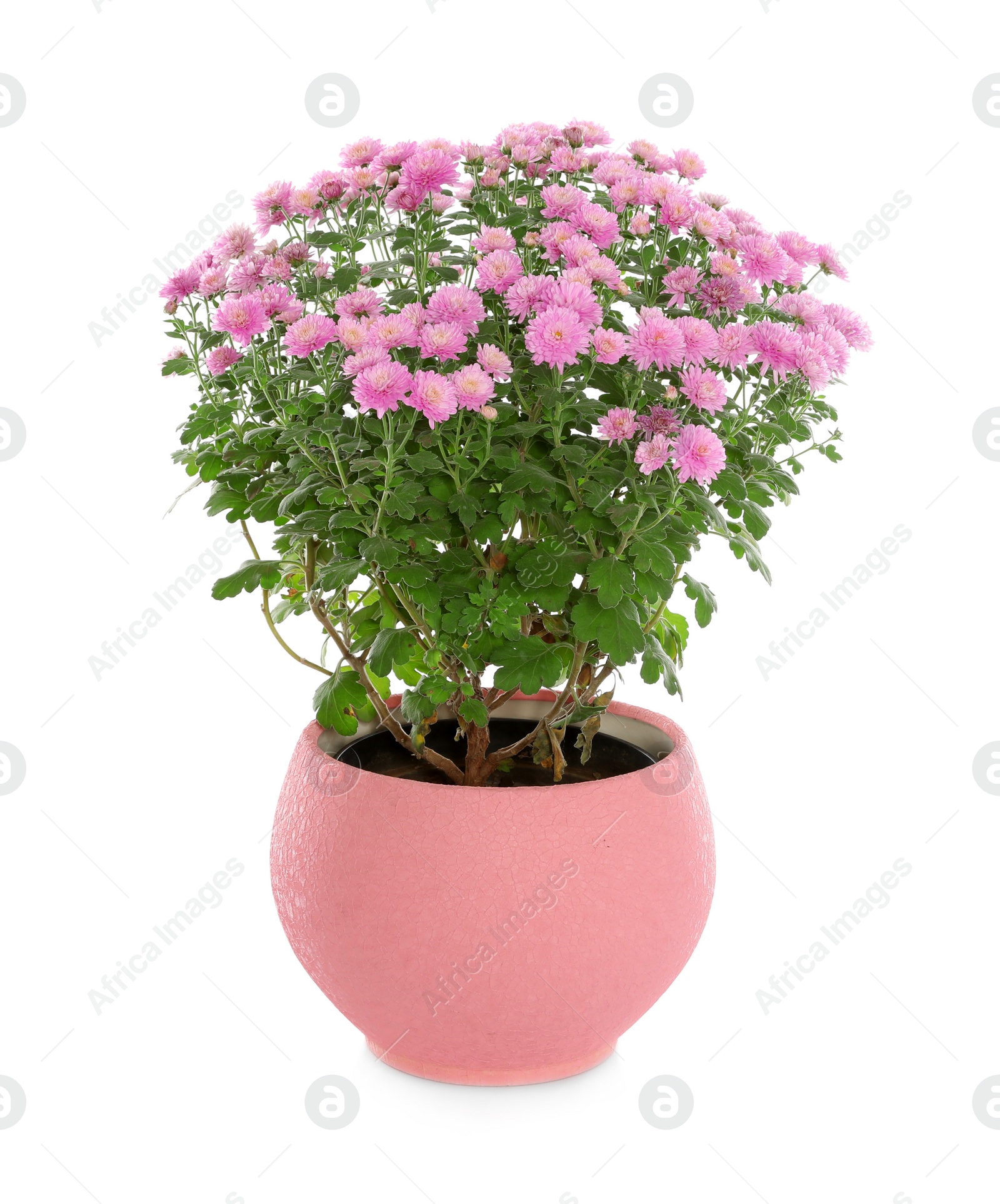 Photo of Beautiful pink chrysanthemum flowers on white background