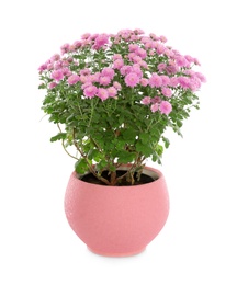 Beautiful pink chrysanthemum flowers on white background