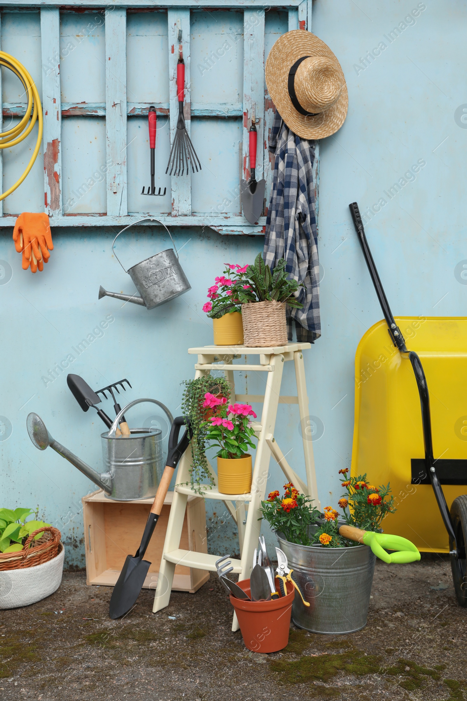 Photo of Beautiful plants, gardening tools and accessories near shed outdoors