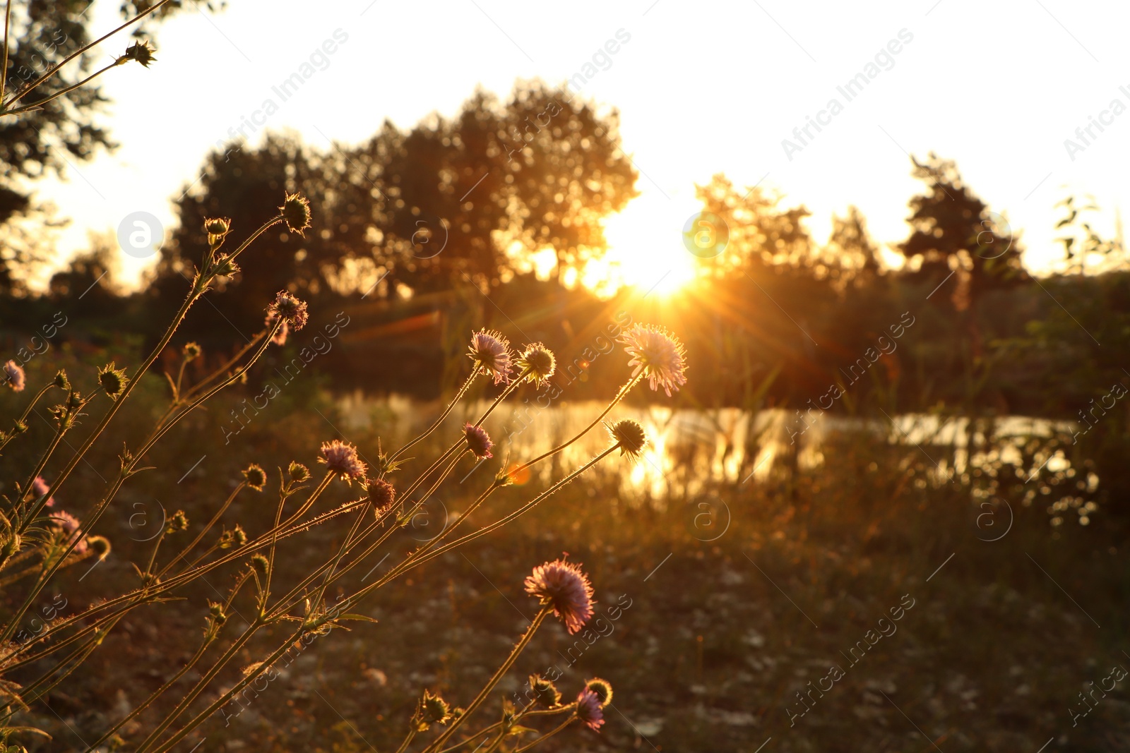 Photo of Beautiful blooming wildflowers near river in morning