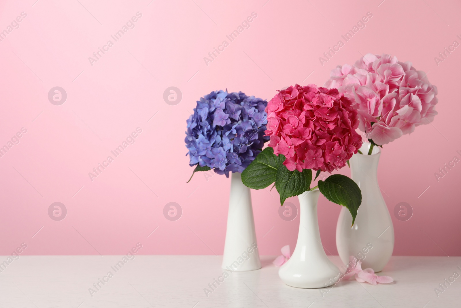Photo of Beautiful bright hortensia flowers on white wooden table against pink background. Space for text