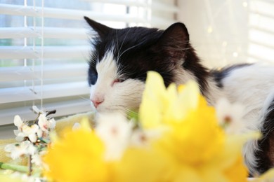 Photo of Fluffy cat, beautiful bouquet of yellow daffodils near window, selective focus