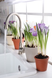 Photo of Beautiful crocuses in flowerpots near sink on window sill indoors