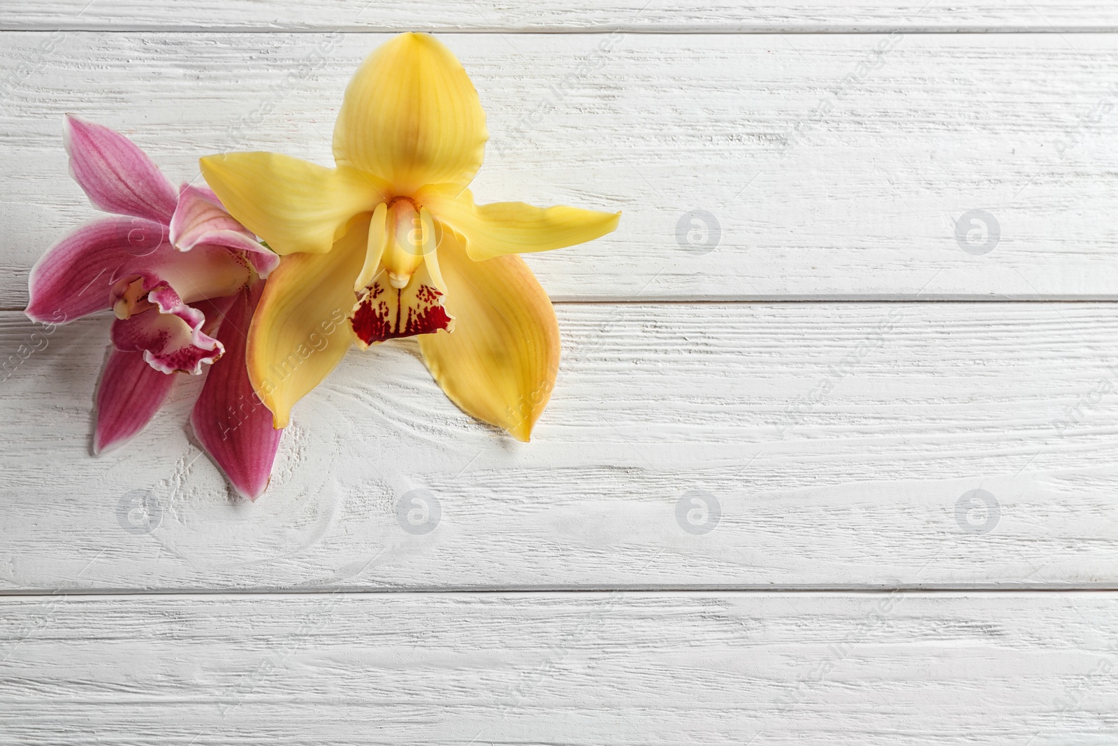 Photo of Beautiful tropical orchid flowers on white wooden background. Space for text