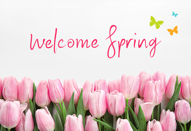 Beautiful pink tulips on white background. Hello spring