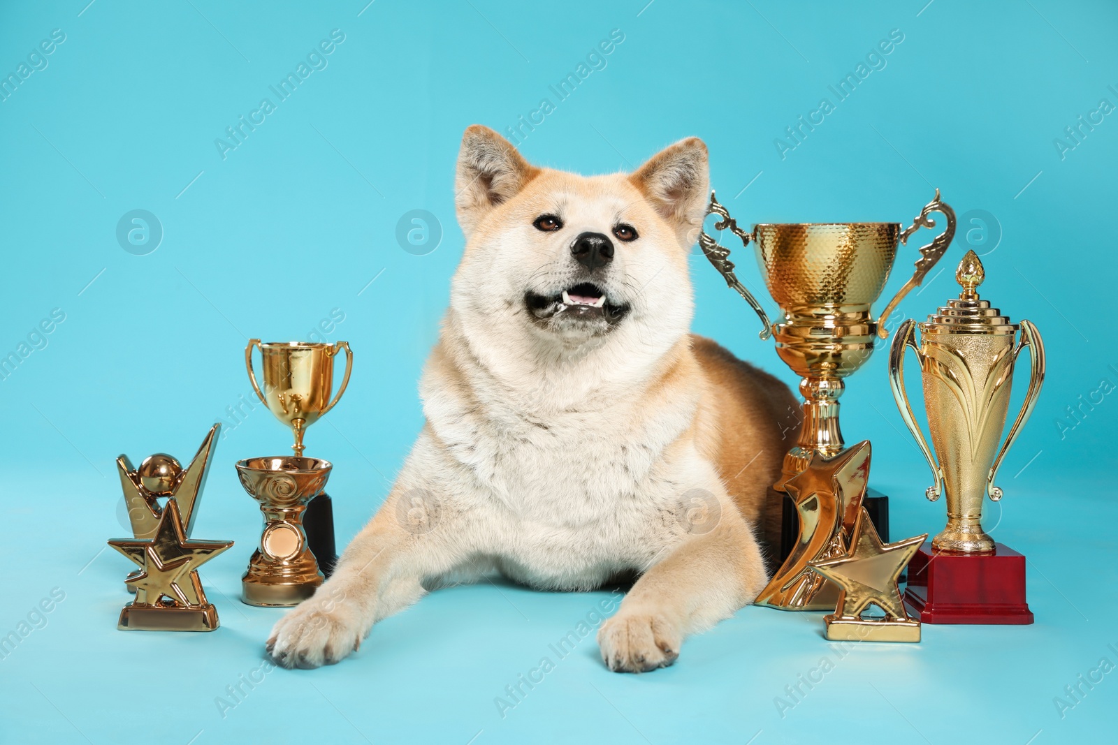 Photo of Adorable Akita Inu dog with champion trophies on light blue background