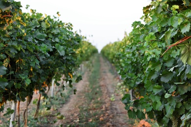 Photo of Beautiful view of vineyard rows at sunset