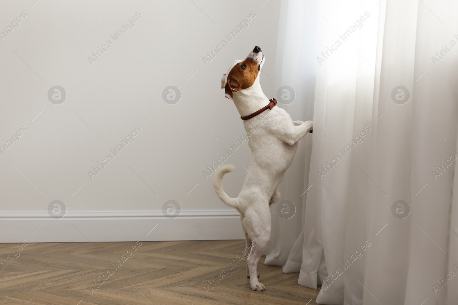 Photo of Cute Jack Russell Terrier near window indoors