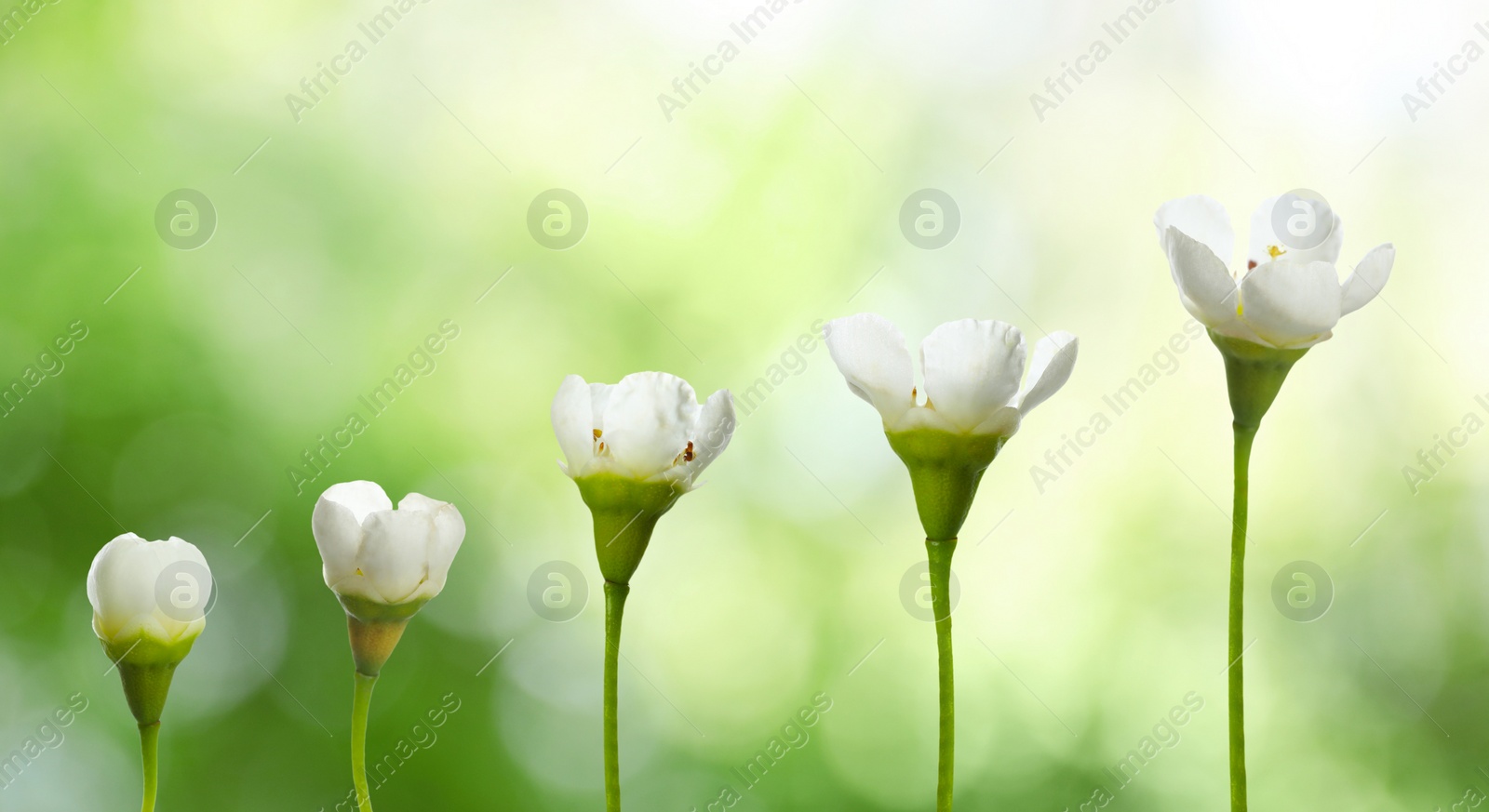 Image of Blooming stages of beautiful waxflower on blurred background