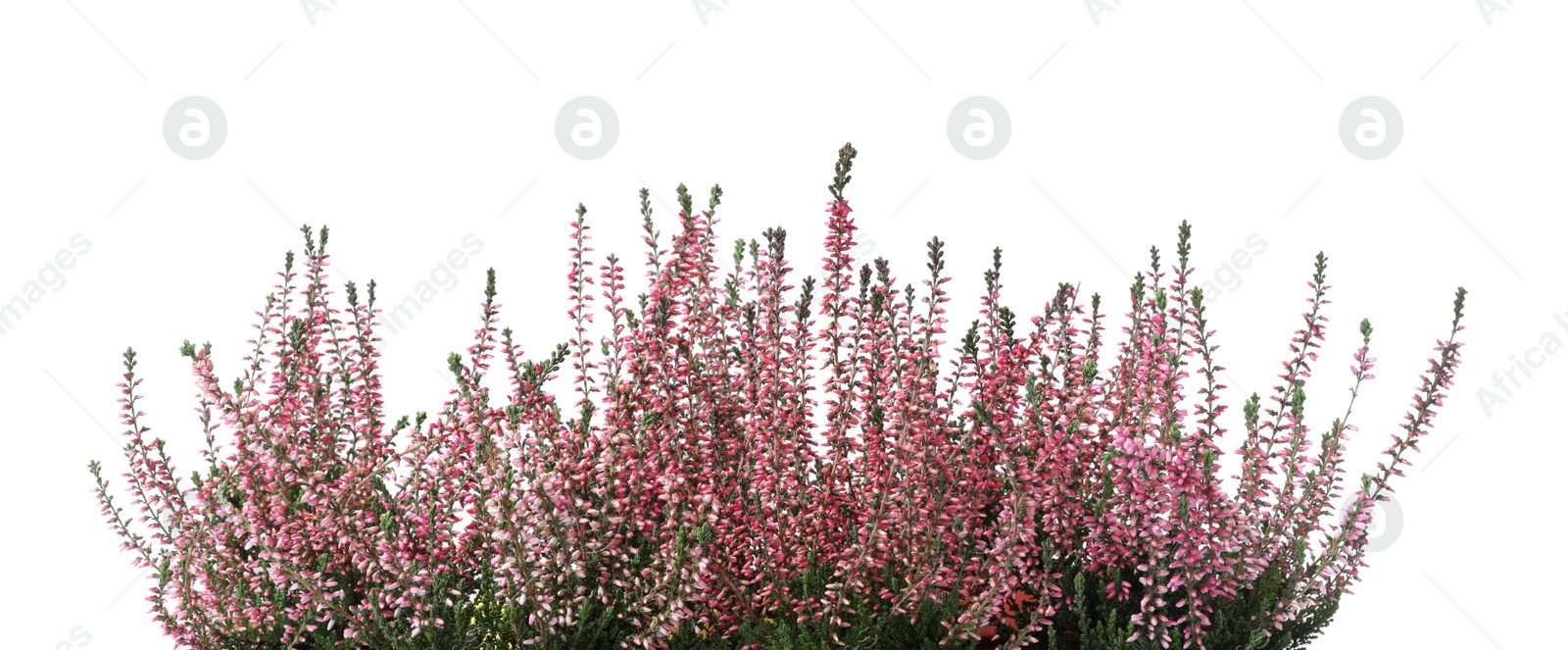 Photo of Heather with beautiful flowers on white background