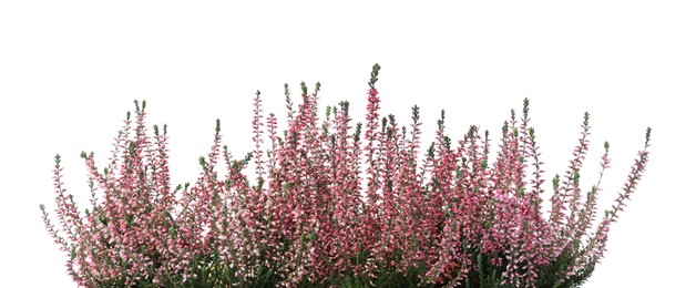 Photo of Heather with beautiful flowers on white background